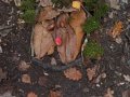 IMG_20261016_104841