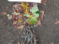 IMG_20261016_105346